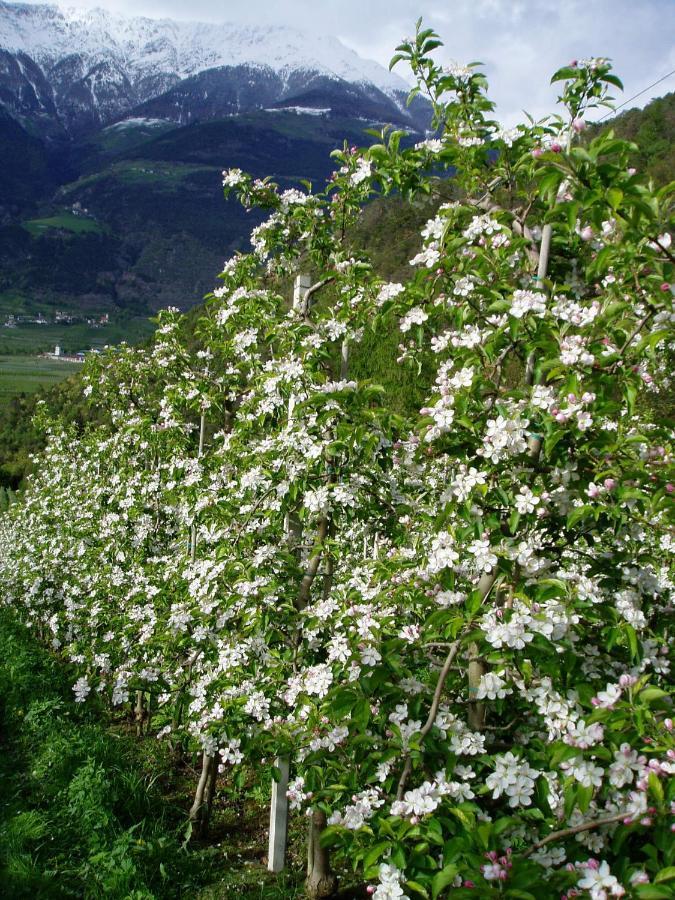 Schlosshof Zu Montani Morter ภายนอก รูปภาพ